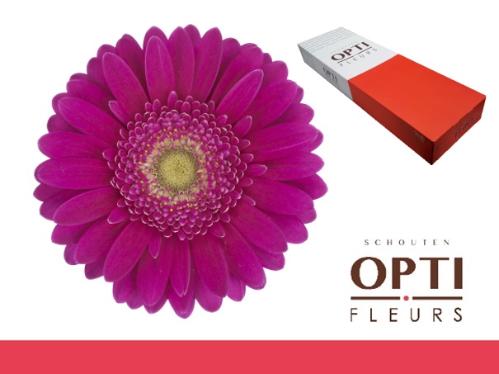 Gerbera mini 'Airplay'