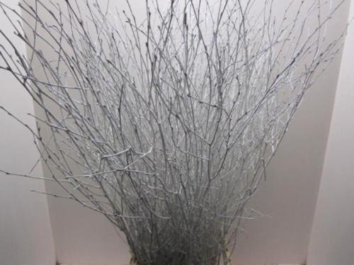 Betula kleurbehandeld H%