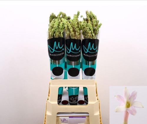 Polianthes tuberosa 'Elsa'