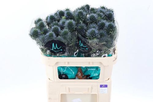 Eryngium alpinum 'Scorpius Questar'