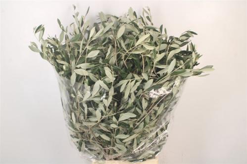 Olea europaea per bos