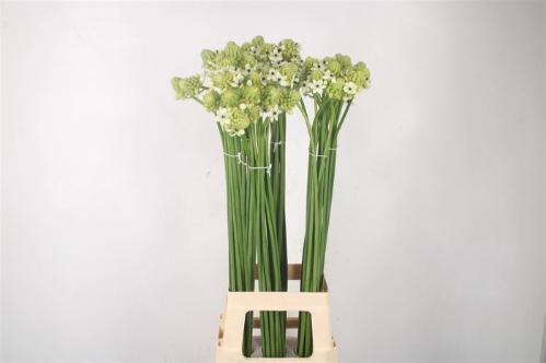Ornithogalum saundersiae