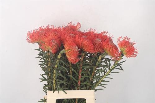 Leucospermum cordifolium 'Succession'