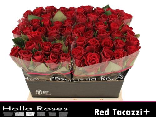 Rosa grootbloemig Red Tacazzi+