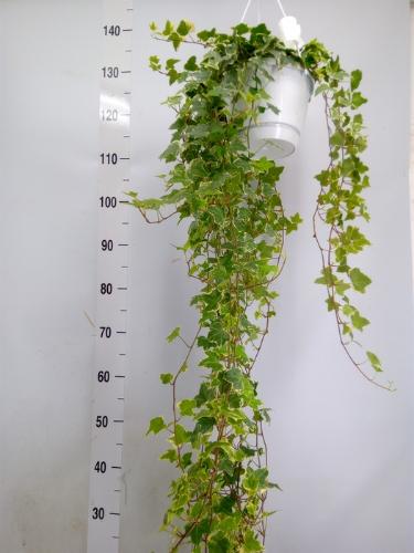 Hedera helix 'Eva'