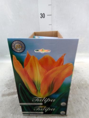 Tulipa (bol)