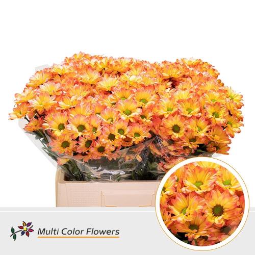 Chrysanthemum Indicum Grp tros kas kleurbehandeld H%