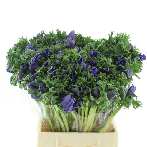 Anemone coronaria 'Marianne Blue'