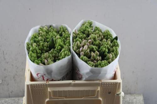 Hyacinthus orientalis 'Splendid Cornelia'