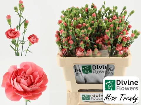 Dianthus tros Miss Trendy
