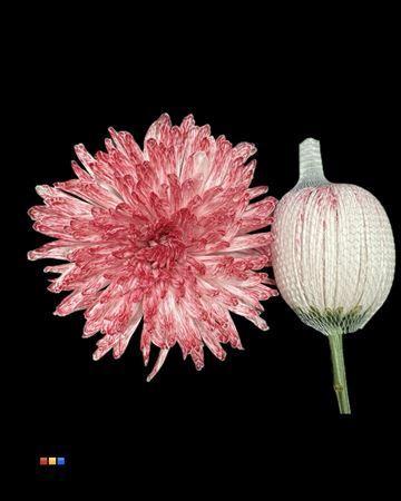 Chrysanthemum (Indicum Grp) geplozen Antonov kleurbehandeld H%