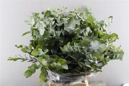 Eucalyptus per bos cinerea