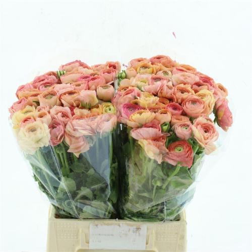 Ranunculus asiaticus 'Elegance Salmon'