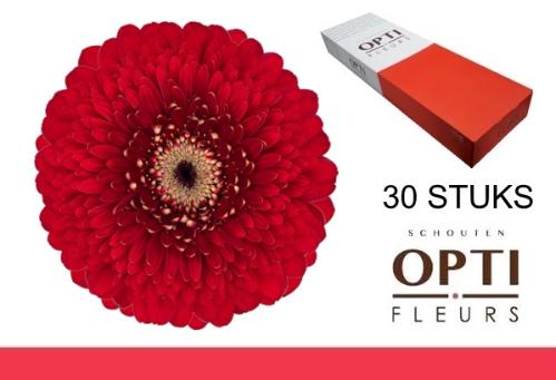 Gerbera mini bolvormig Pomponi Floyd