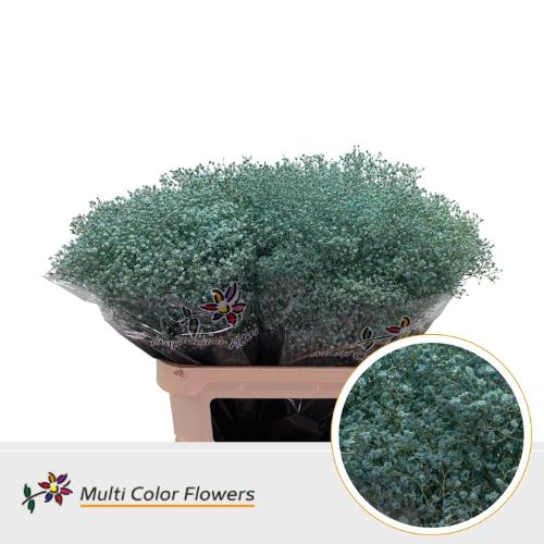 Gypsophila overig kleurbehandeld H%
