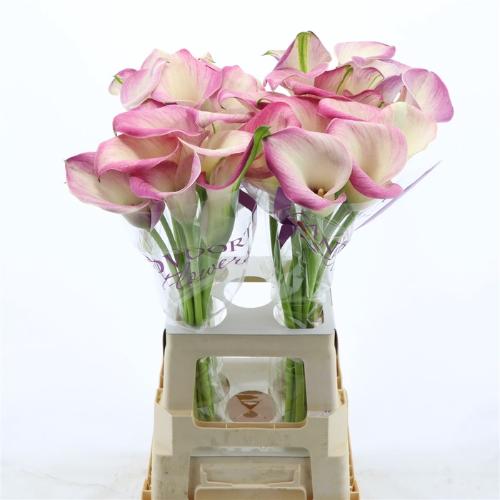 Zantedeschia 'Denver'