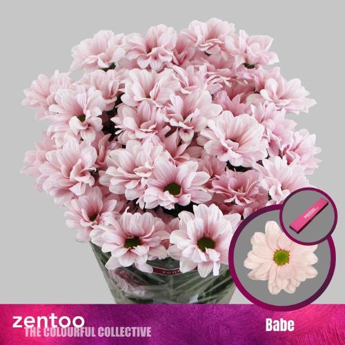 Chrysanthemum (Indicum Grp) tros Babe