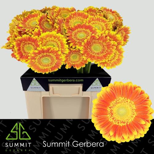 Gerbera grootbloemig 'Wannabe'