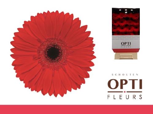 Gerbera grootbloemig 'Blinddate'