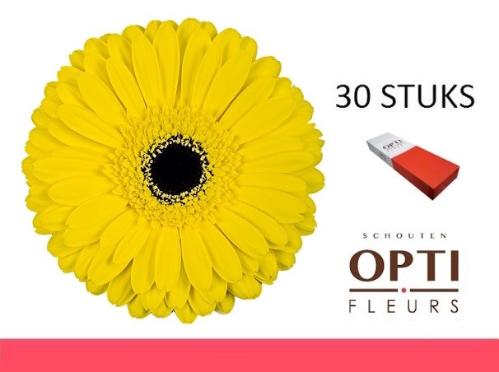 Gerbera grootbloemig 'Don Leo'