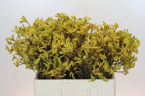 Anigozanthos flavidus 'Bush Down'