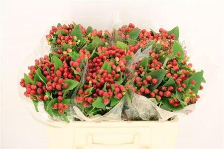 Hypericum inodorum Magical Red Ruby