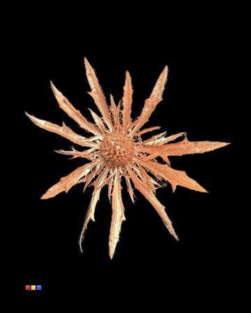 Eryngium alpinum kleurbehandeld H%