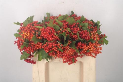 Viburnum per tak opulus 'Compactum'