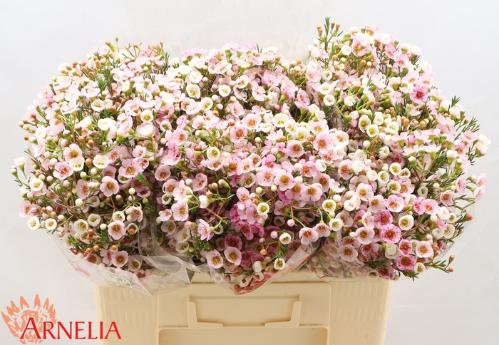 Chamelaucium 'Choir Girl'