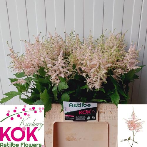 Astilbe Japonica Grp 'Europa'