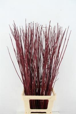 Cornus alba 'Sibirica'