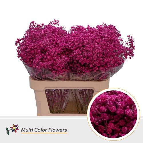 Gypsophila overig kleurbehandeld H%