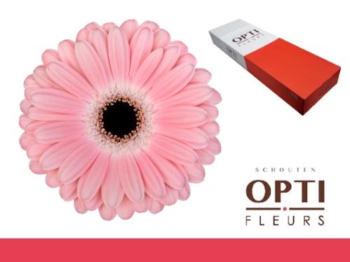 Gerbera grootbloemig Dulcie