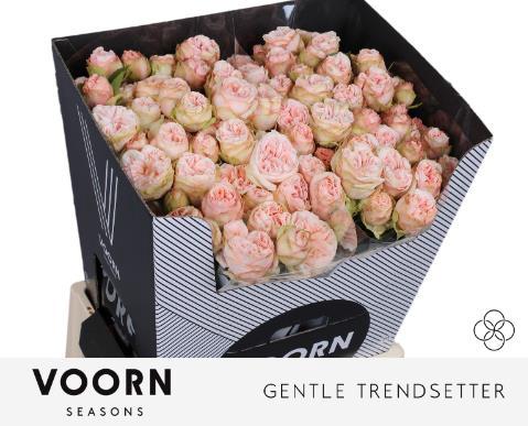 Rosa tros Gentle Trendsetter