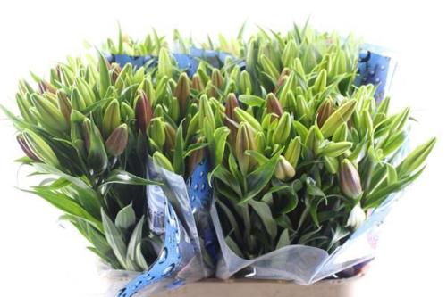 Lilium (LA-hybrids Grp) 'Hardrock'