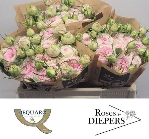 Rosa tros Ballerina Summerhouse