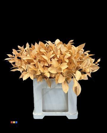 Ruscus kleurbehandeld H%