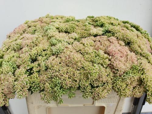 Sedum spectabile