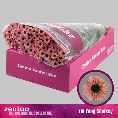 Chrysanthemum (Indicum Grp) tros santini Yin Yang Smokey
