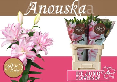 Lilium (Oriental Grp) dubbel Roselily Anouska