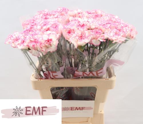 Dianthus standaard 'Komachi'