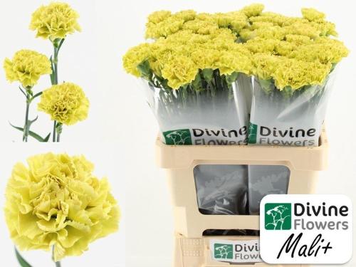 Dianthus standaard Mali+