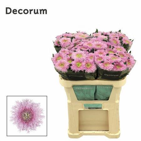 Chrysanthemum Indicum Grp geplozen Etrusko