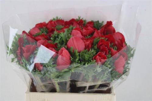 Anemone coronaria 'Mistral Plus Red'