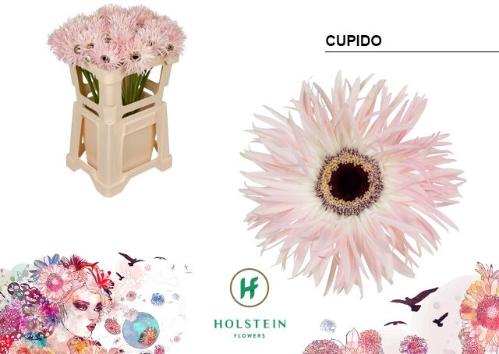 Gerbera grootbloemig spinvormig Big Gerspider Cupido