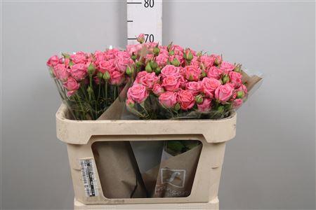 Rosa tros Emilia