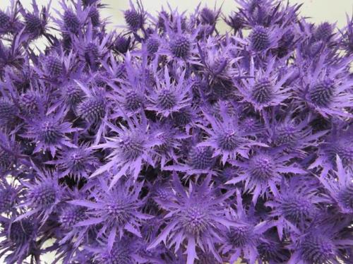 Eryngium planum kleurbehandeld H%