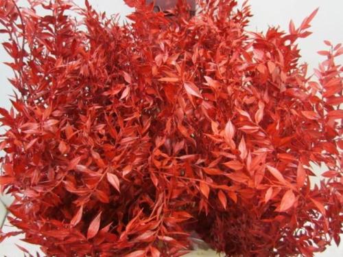 Ruscus kleurbehandeld H%