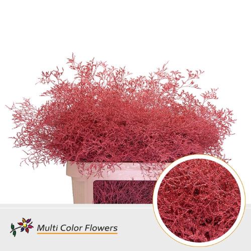 Limonium overig kleurbehandeld H%