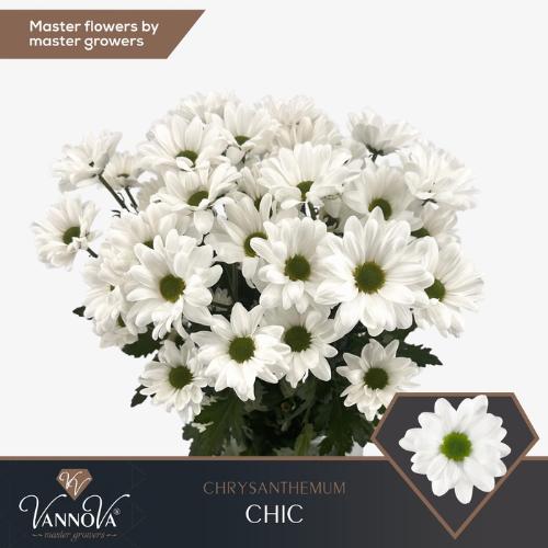 Chrysanthemum Indicum Grp tros Chic